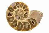 Jurassic Cut & Polished Ammonite Fossil - Madagascar #239392-1